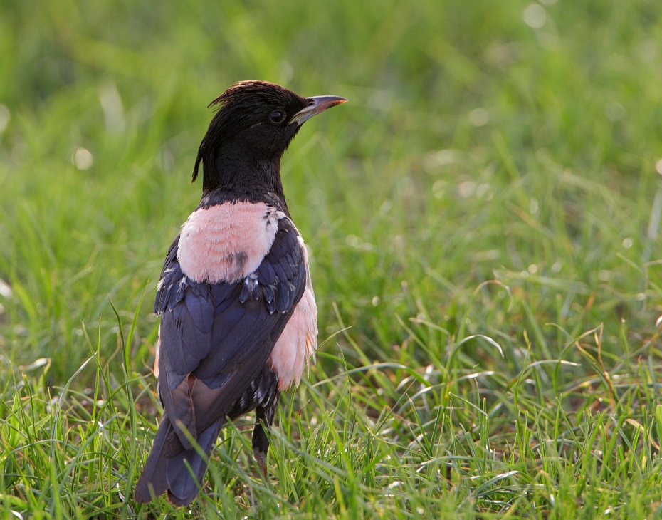 Sturnus roseus