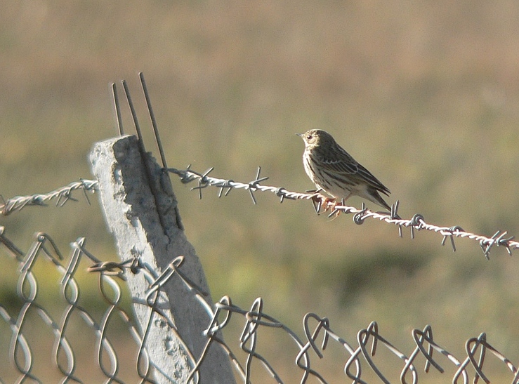 Rosy Pipit