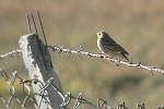 Anthus roseatus