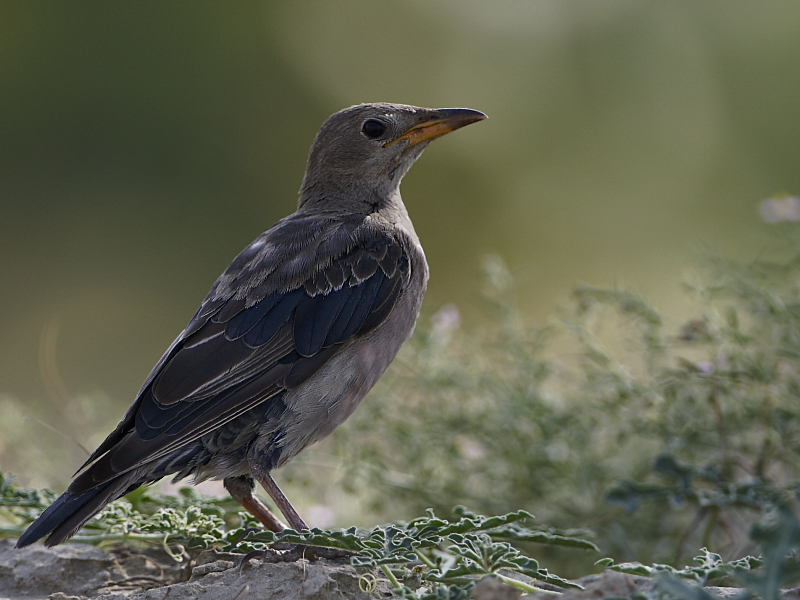 Rosy Starling