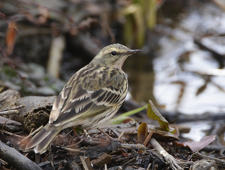 Rosy Pipit