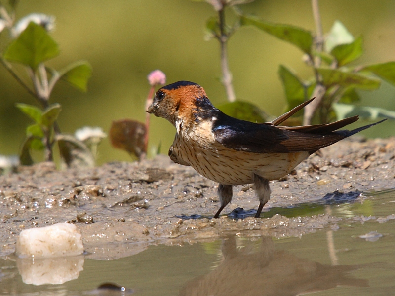 Red-rumped Swallow