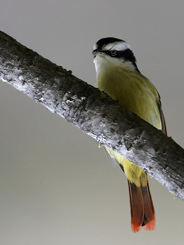 Red-tailed Minla