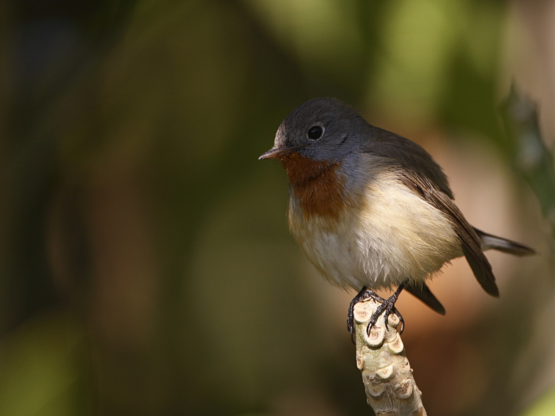 Red-throated Flycatcher