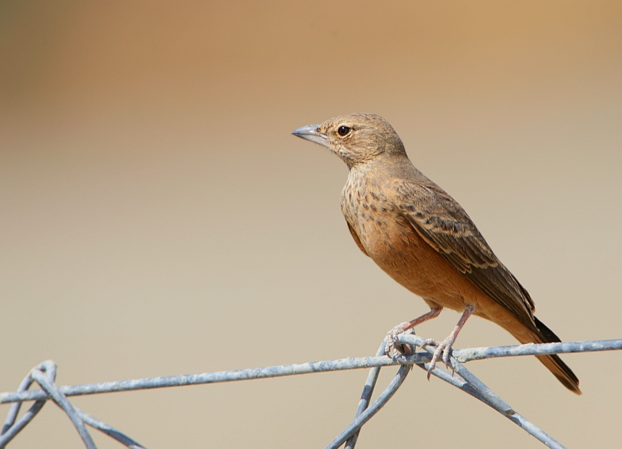 Rufous-tailed Lark