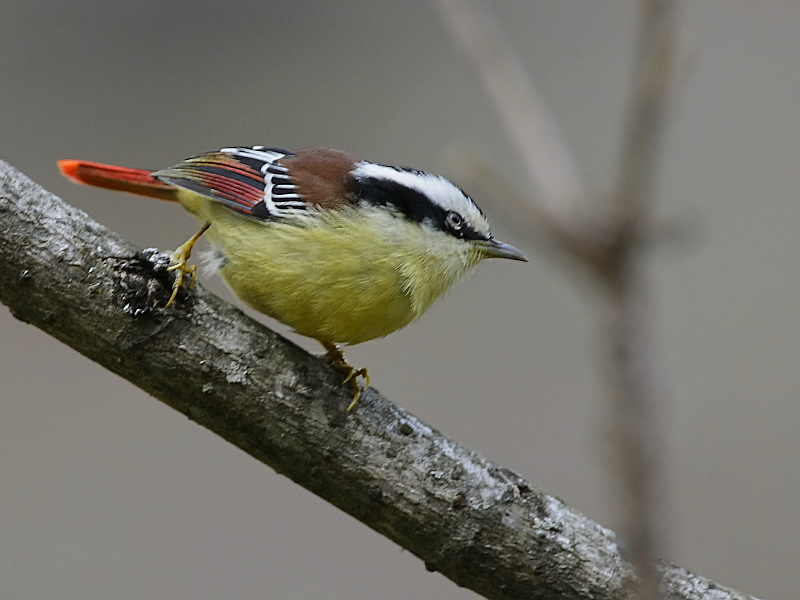 Red-tailed Minla