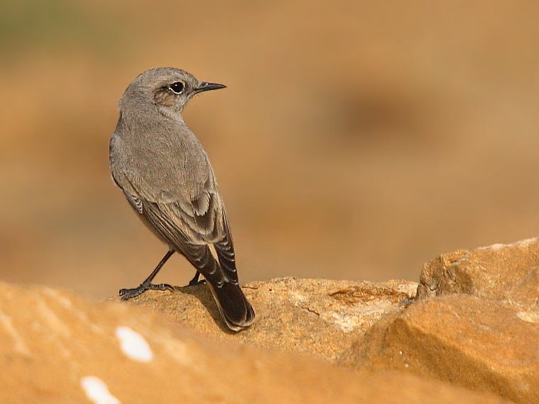 Rufous-tailed Wheatear