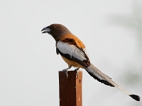 Rufous Treepie