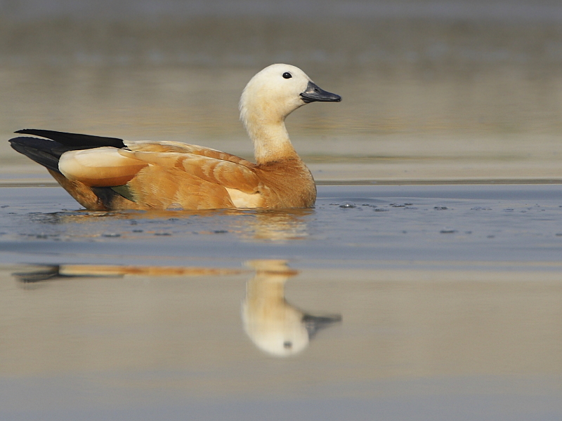 Ruddy Shelduck