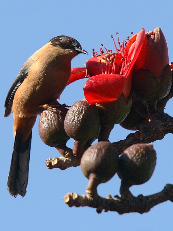 Heterophasia capistrata