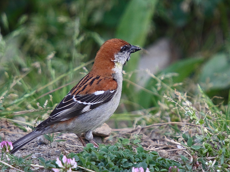 Russet Sparrow