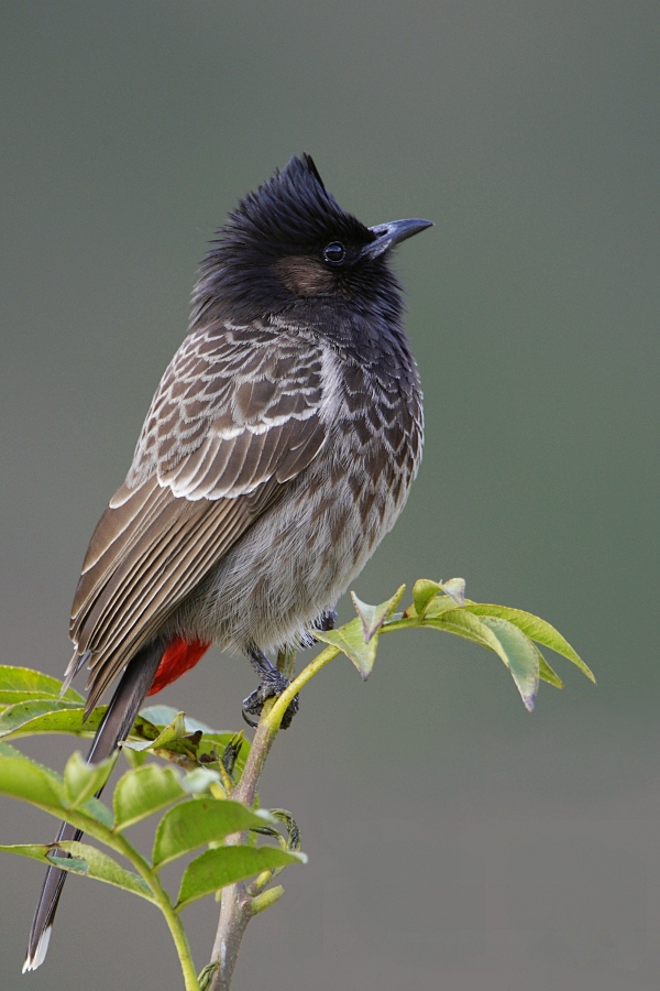 Red-vented Bulbul