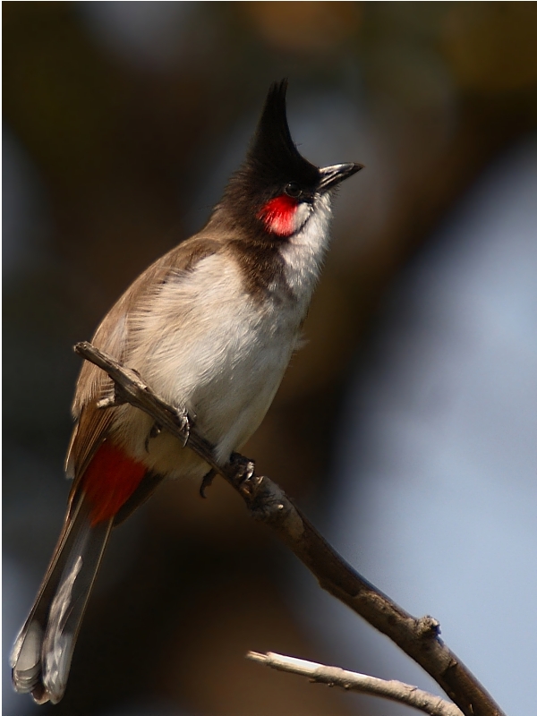 Red-whiskered Bulbul