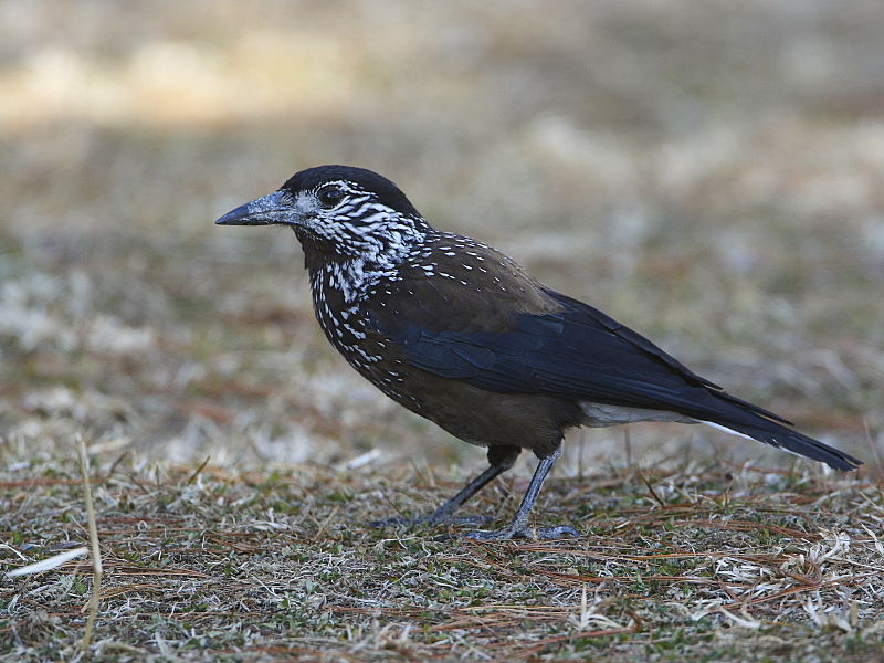 Spotted Nutcracker