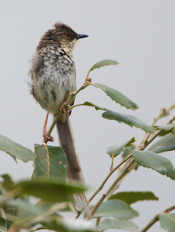 Striated Prinia