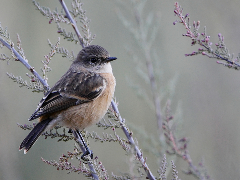 Common Stonechat female