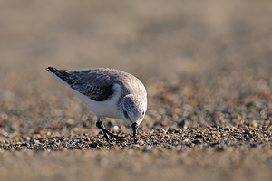 Calidris alba