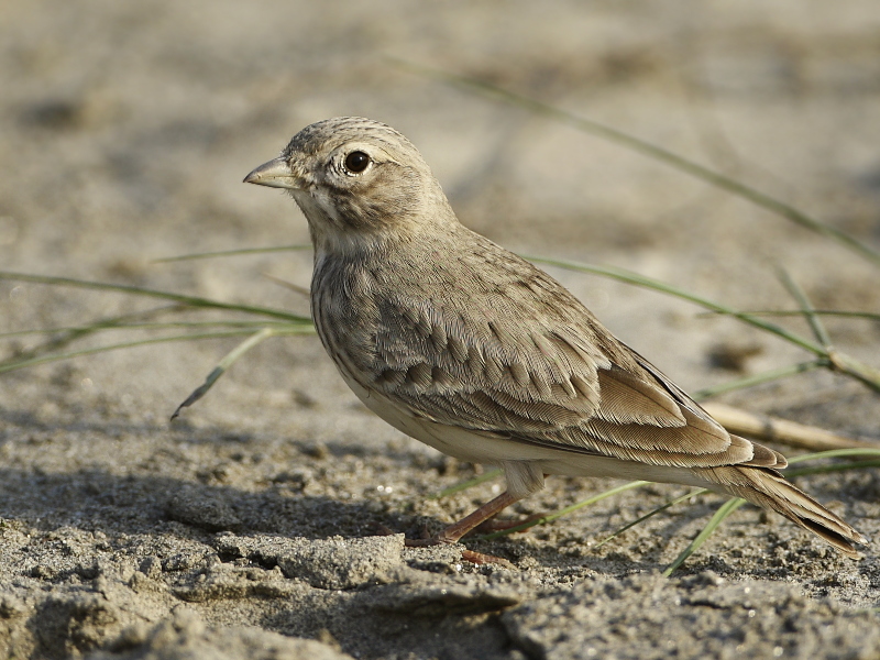 Sand Lark