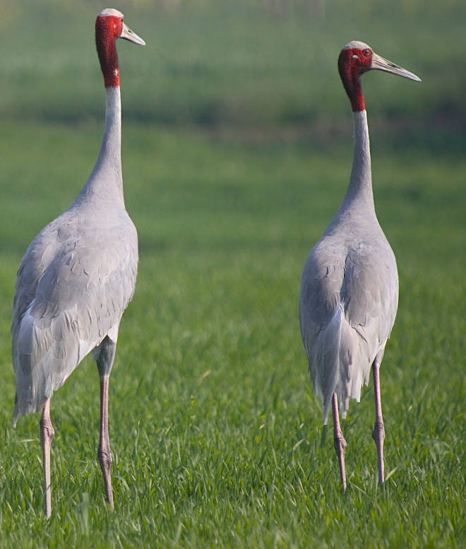 Sarus Crane