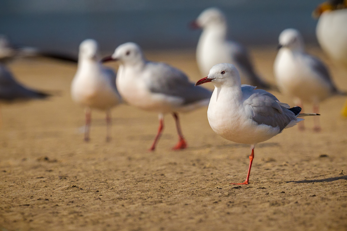 Larus genei