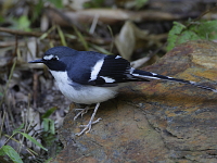 Enicurus schistaceus