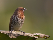 Lonchura punctulata