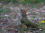 Picus squamatus