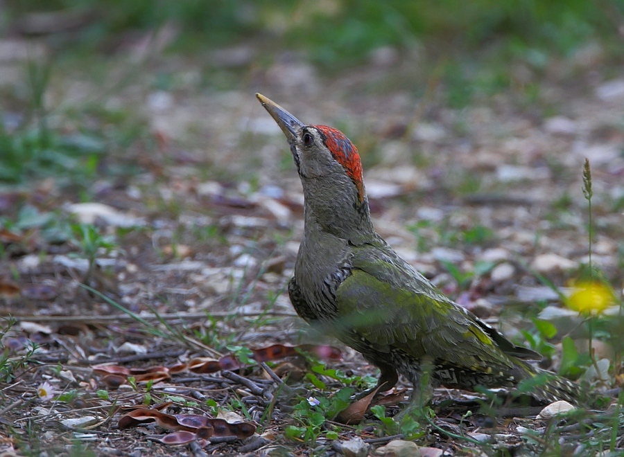 Scaly-bellied Woodpecker