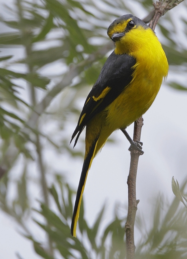 Scarlet Minivet