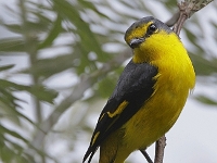 Scarlet Minivet - female