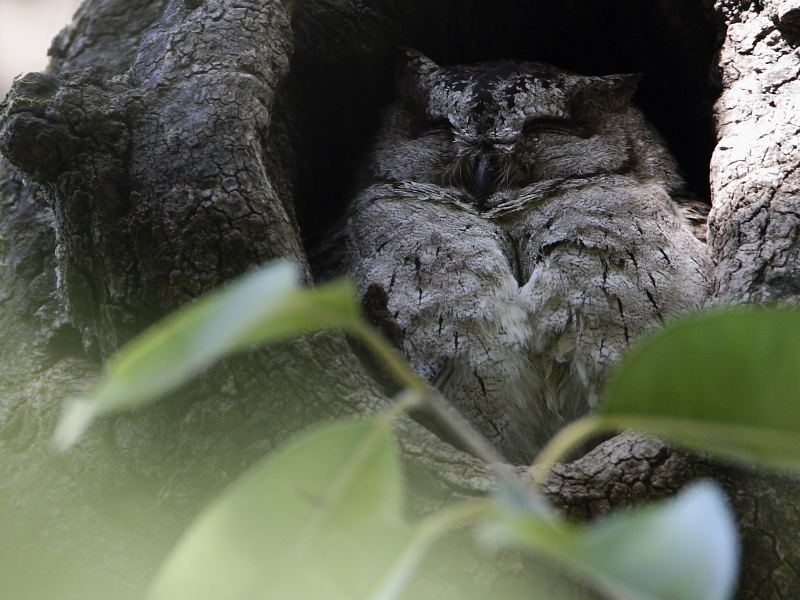 Collared Scops Owl