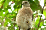 Accipiter badius