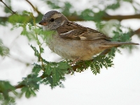 Passer pyrrhonotus female