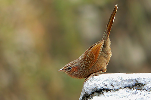 Garrulax lineatus