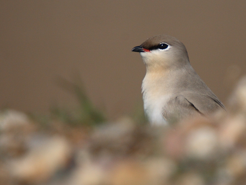 Small Pratincole