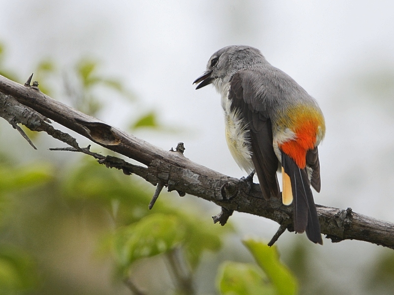 Small Minivet