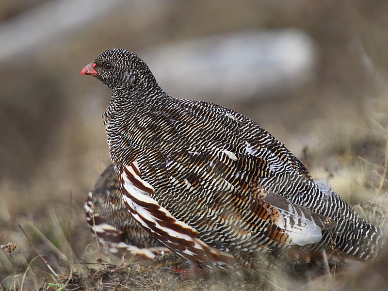 Snow Partridge