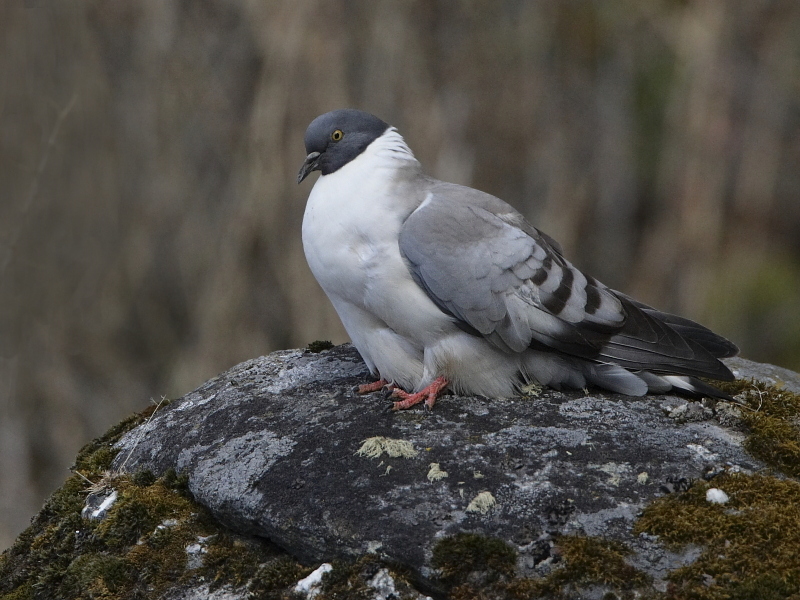 Snow Pigeon