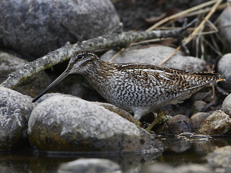 Solitary Snipe