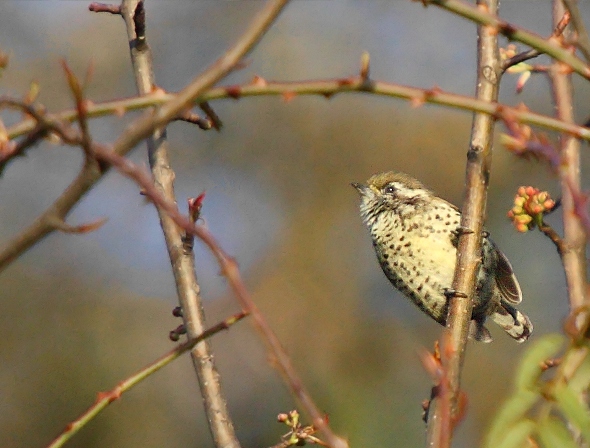 Speckled Piculet