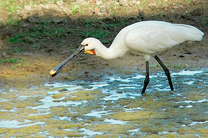 Platalea leucorodia