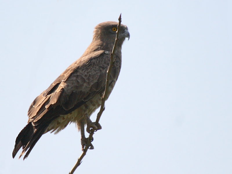 Short-toed Snake Eagle