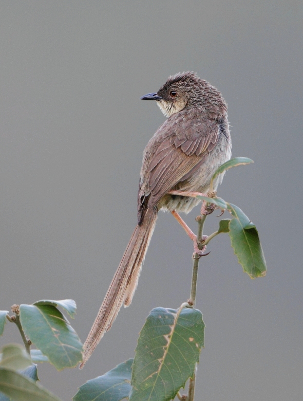 Striated Prinia