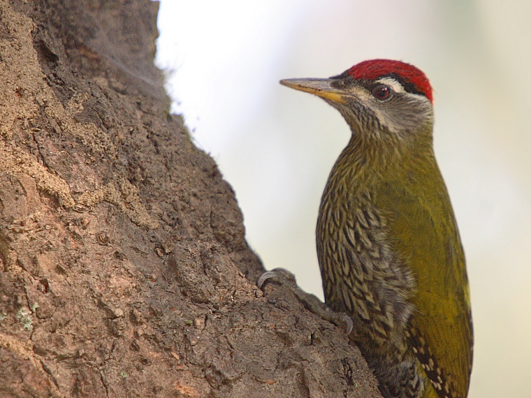 Streak-throated Woodpecker