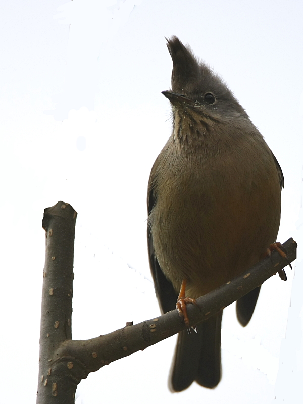 Stripe-throated Yuhina