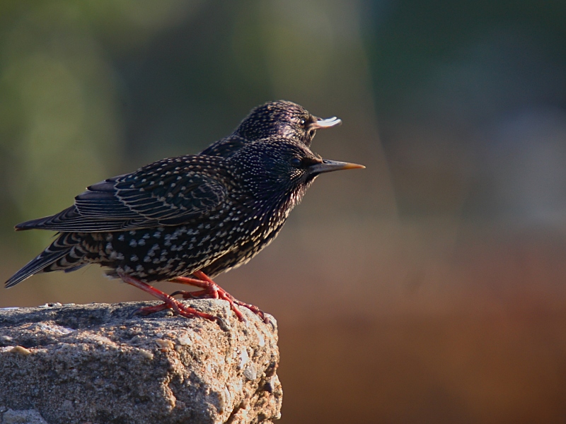 Common Starling