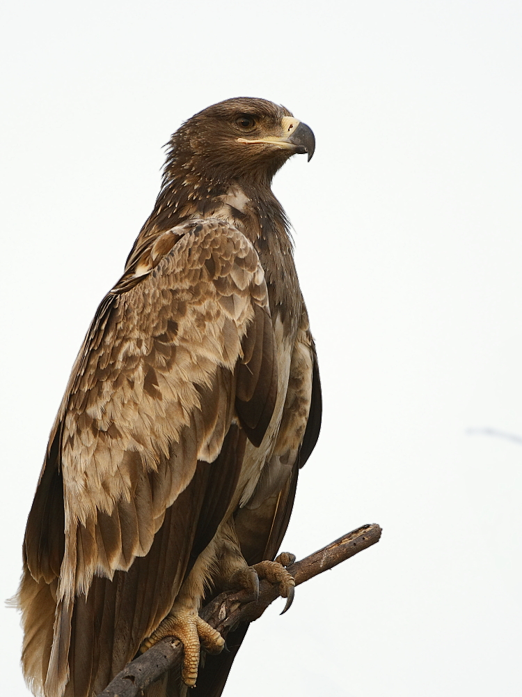 Steppe Eagle