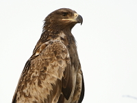 Aquila nipalensis