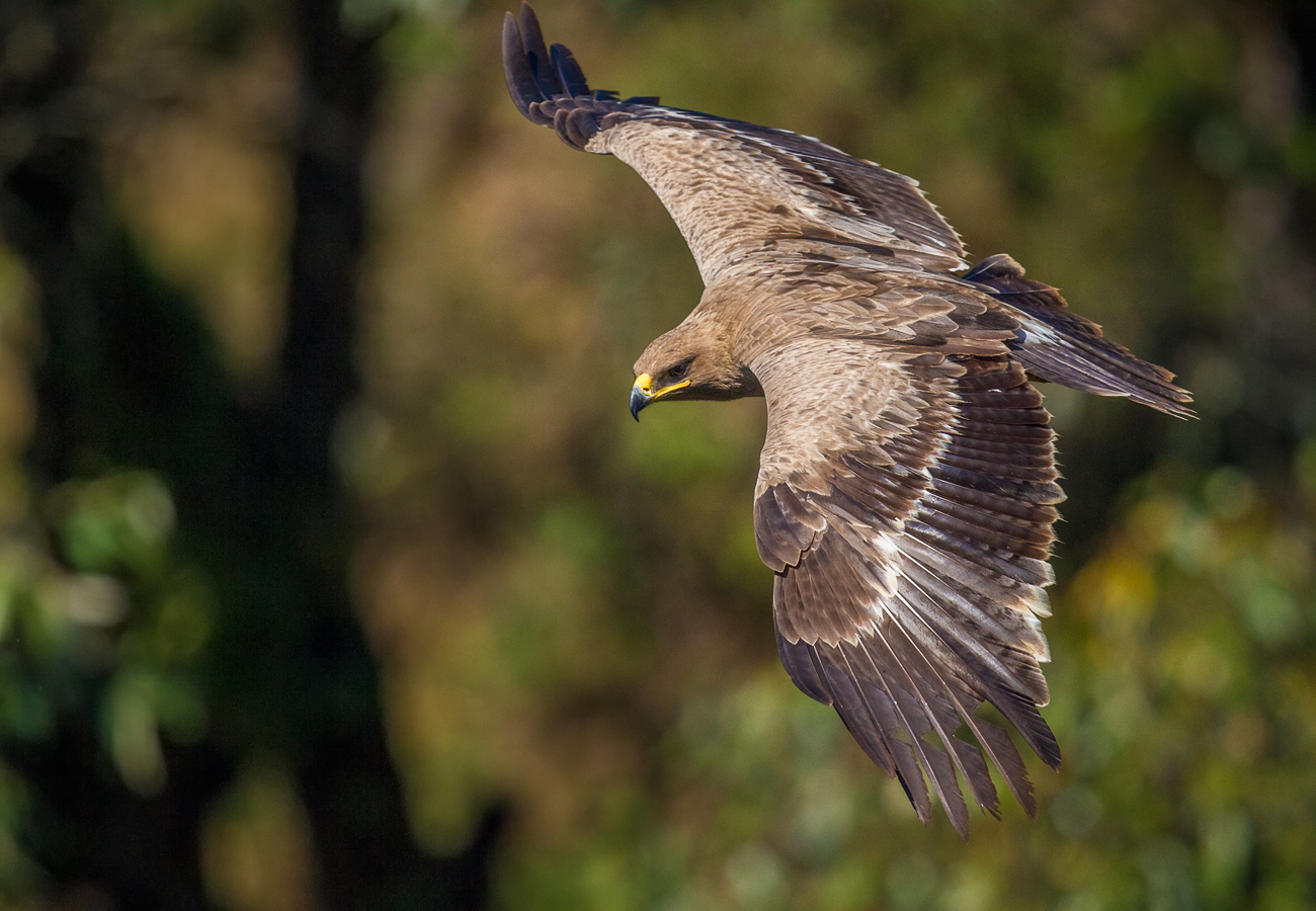 Aquila nipalensis