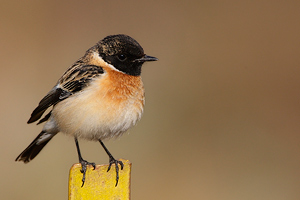 Saxicola maura